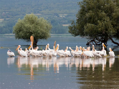 Φθηνή ενοικίαση αυτοκινήτου Λίμνη Κερκίνη